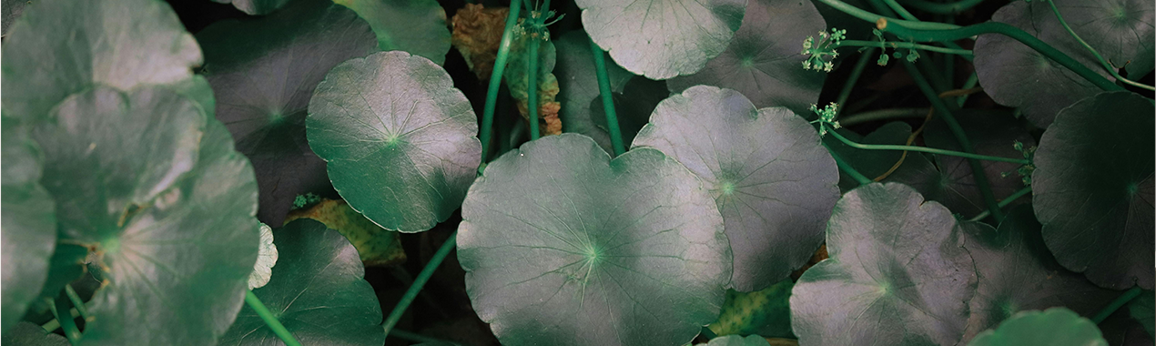 Dr Jart Banner Sooyou K Beauty Aus Der Schweiz 1